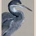 Black-headed Heron